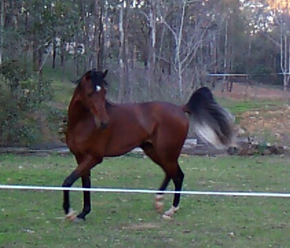 Fantastic Arabian Stallion
